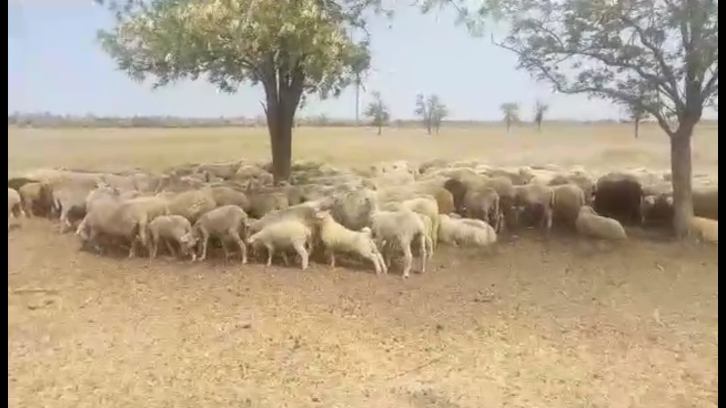 Ukraynada 2000 bin tane Merinos koyun satılık