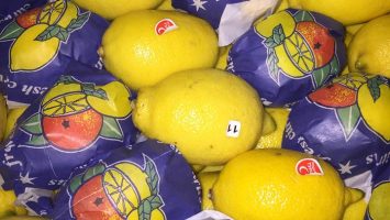 Turkiyeden ukrayna kiev gelen ilk yarenci portakal mandalin nar gereyfut  ukrayna’ya yarenci satmak